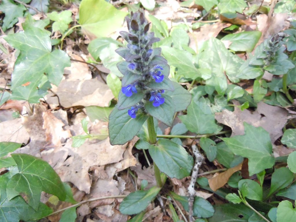 Ajuga reptans